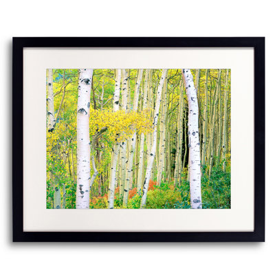 Autumn Aspen Grove Print by Bruce Heinemann