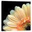 «A Pekk-a-boo Gerbera» par Magda Indigo - Estampe numérique sur toile tendue-18415530-74423863-74423864