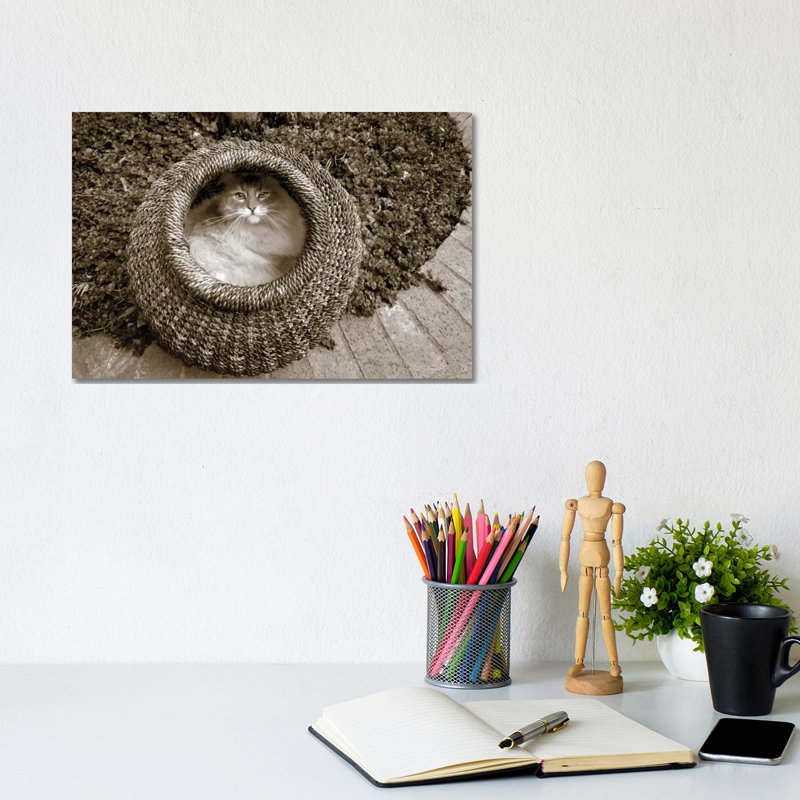 Cat In A Basket by Jim Dratfield - Wrapped Canvas Print, 20.32cm H x 30.48cm W x 1.905cm D