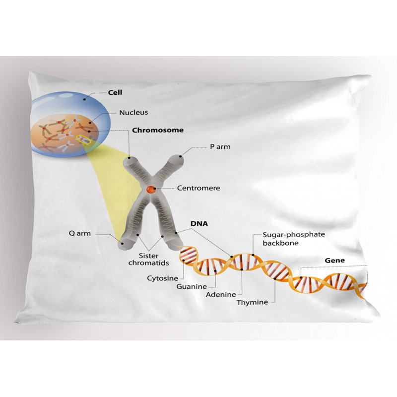 Educational Polyester Sham Set, Twin