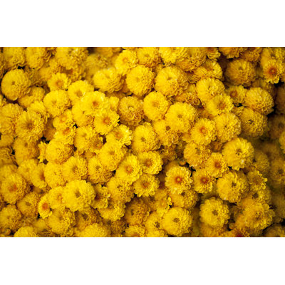 Yellow Chrysanthemum - Wrapped Canvas Print