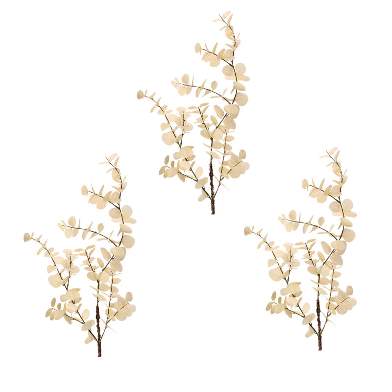 Vaporisateur d'eucalyptus blanchi 35 po 
