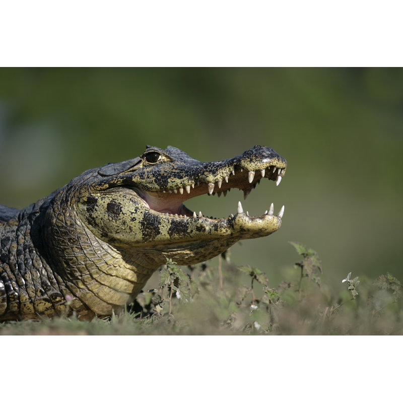 Spectacled Caiman by MikeLane45 - Wrapped Canvas Print, 30cm H x 46cm W