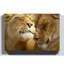 Cuddling Lions Photographic - Wrapped Canvas-19091817