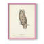 Reproduction encadrée Scops Earl Owl - bois massif-190308406-190308410