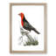 Abyssinian Plant-Cutter Bird by George Shaw - Picture Frame Painting-57844521-57844523