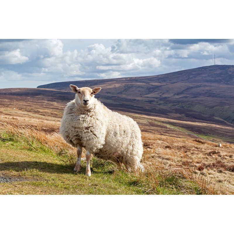 Irish Sheep - Photographie sur toile tendue, H 20 po x l 30 po