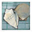 «Seashell Sketch II» par Tim O'Toole, art mural en verre acrylique-2051484233