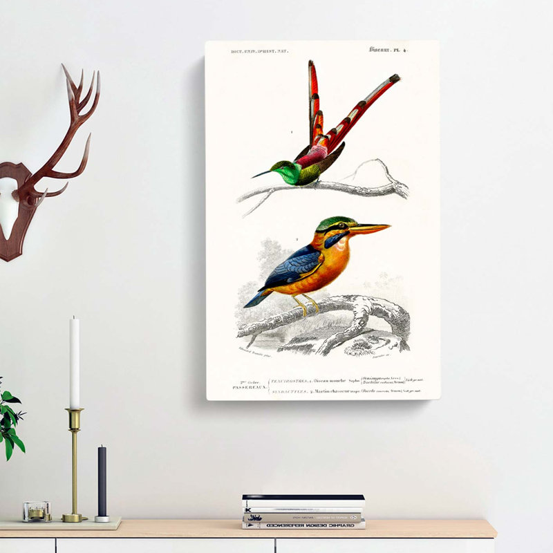 Kingfisher & Hummingbird by Charles D' Orbigny - Wrapped Canvas Painting, 60cm H x 40cm W x 3cm D