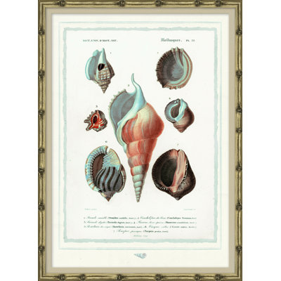 Seashells Giclee Print by Soicher Marin Archives