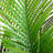 Artificial Coconut Palm Tree-1326062336