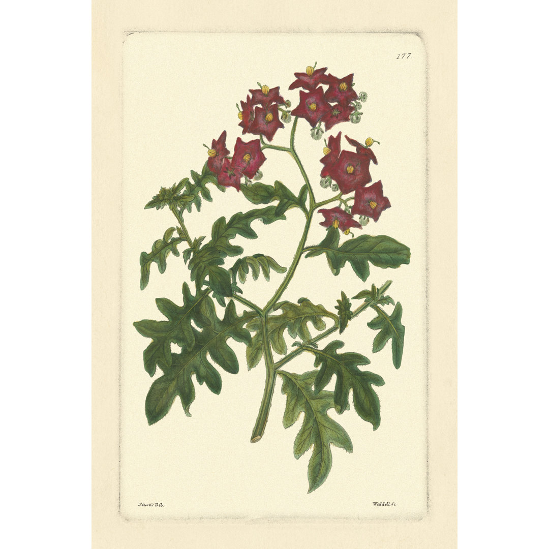 Red Curtis Botanical III by Vision Studio - Wrapped Canvas Painting