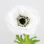 Real Touch Anemone Faux Floral-702580128