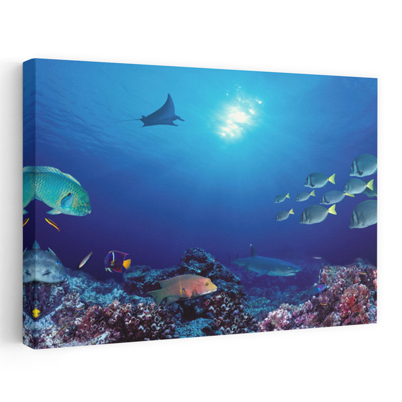 Banc de poissons nageant près d'un récif, îles Galapagos, Équateur, H 32 po x l 48 po
