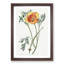 Orange California Poppy - Picture Frame Painting Print-55581139-55581140