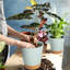 Pots à plantes avec trou de drainage-311241076