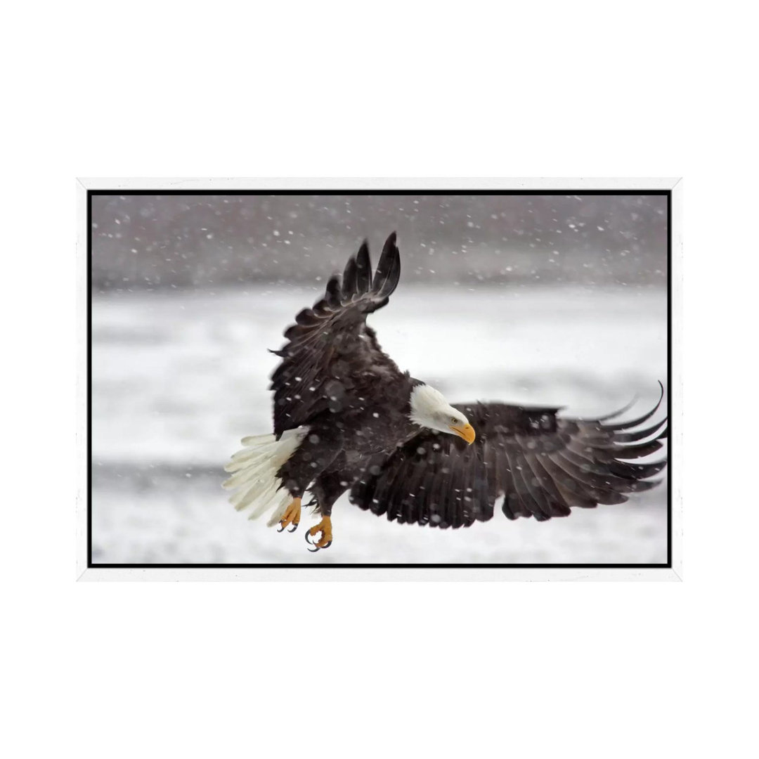 Weißkopfseeadler im Schneesturm, Alaska Chilkat Bald Eagle Preserve, Alaska, USA von Cathy & Gordon Illg - Leinwandfoto