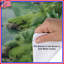 Housses de couette Lush Green Valley-126404710