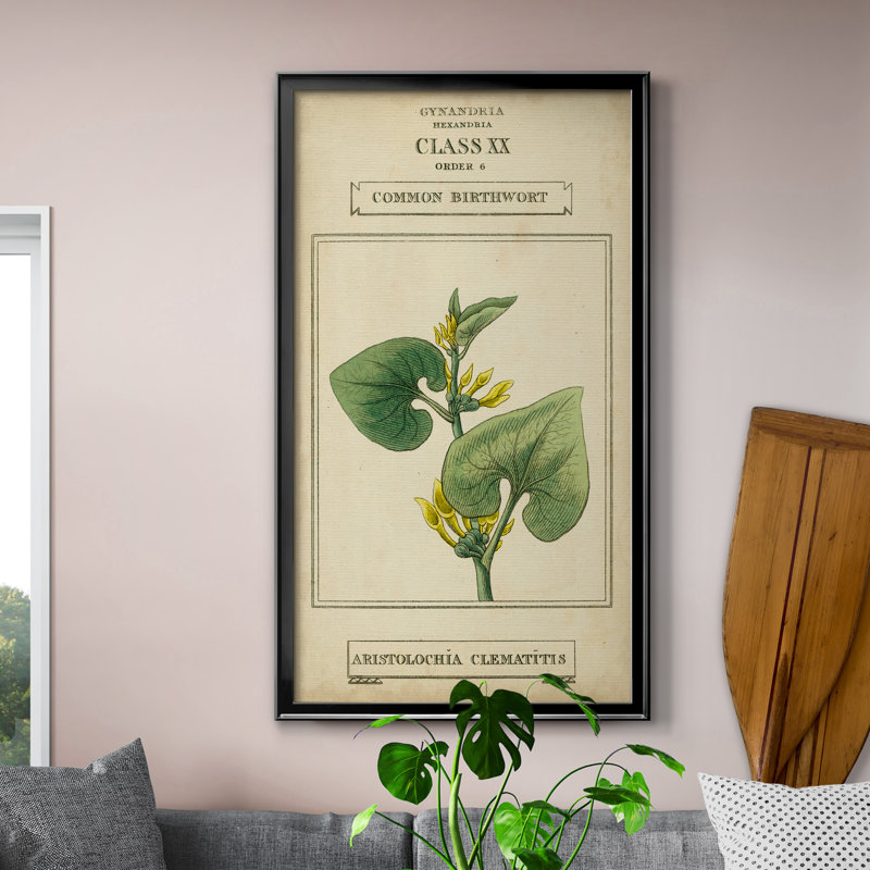 Linnaean Botany V - peinture sur toile encadrée, H 14,5 po x l 26,5 po x P 1,5 po, Toile avec cadre noir