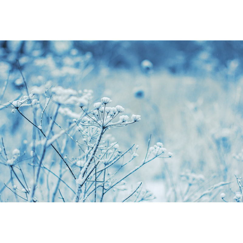 Fragile Wild Flowers in Winter 1 Piece Wrapped Canvas Wall Art, 61Cm H x 91Cm W
