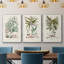 " Botanical Society Ferns VI " 3 - Pieces-91891205-91891209