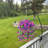 2pcs Artificial Eucalyptus Garland with Morning Glory Flowers, Fake Trumpet Vine Wall Hanging for Indoor Outdoor Decor, UV Resistant Faux Greenery for Wedding Home Garden Party Decoration-122878233