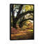 « under the live oaks ii », reproduction de photo sur toile-73164692-20891762-73164693