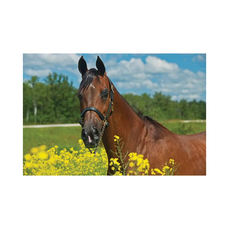 Canada, Manitoba, Grosse Isle by Jaynes Gallery - Wrapped Canvas Print, 66.04 cm H x 45.72 cm W