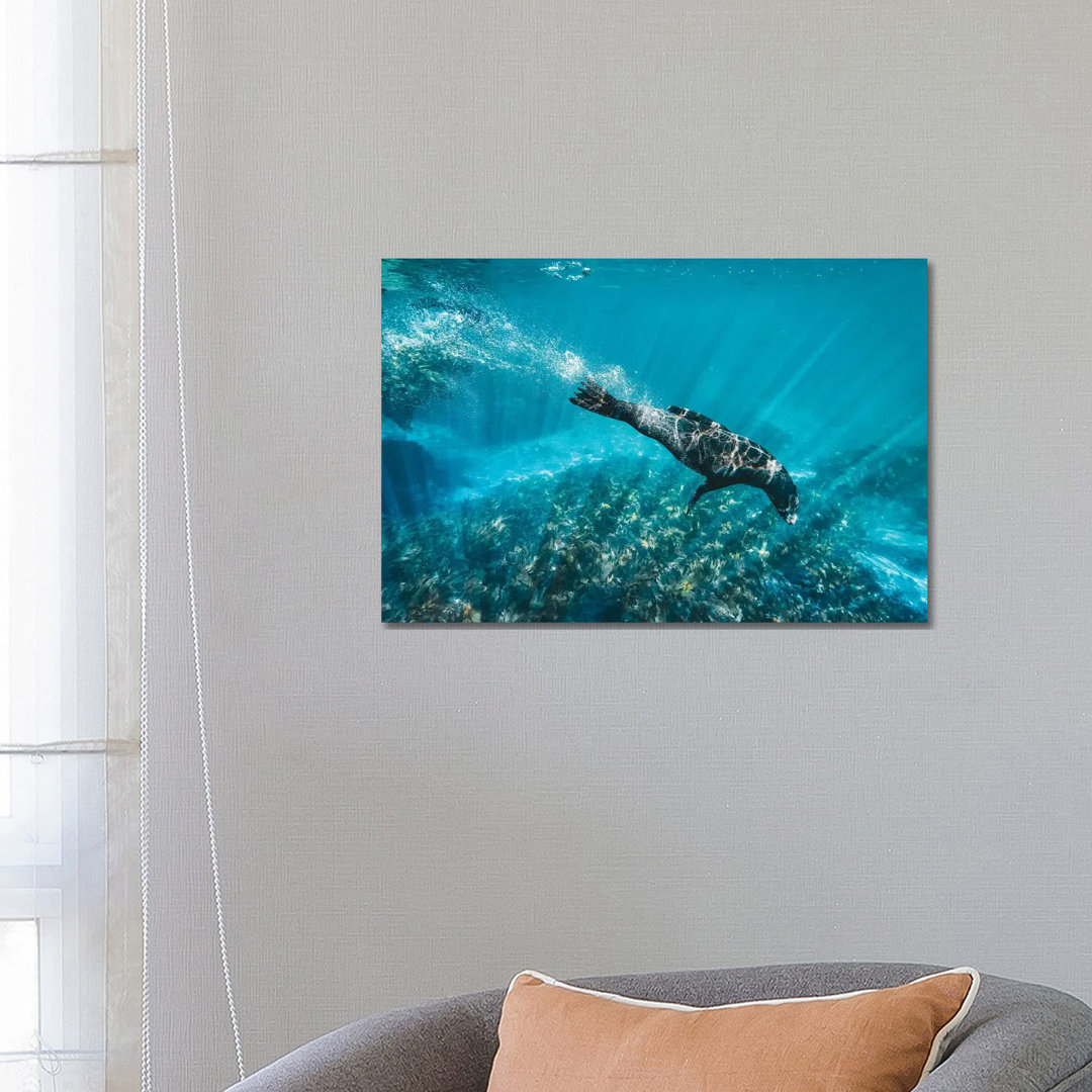 Underwater Sea Lion With Light Rays by James Vodicka - Wrapped Canvas Gallery-Wrapped Canvas Giclée