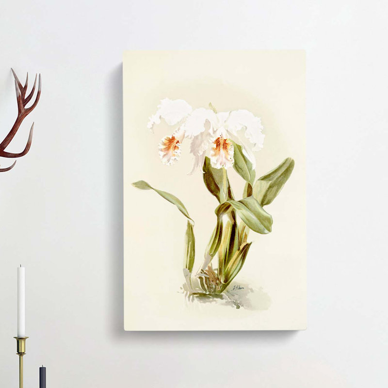 Magnolia Flowers Illustration Tab.12 by Frederick Sander - Wrapped Canvas Print, 76cm H x 50cm W x 3cm D