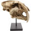 Figurine de crâne de fossile de félin tigré Sabertooth