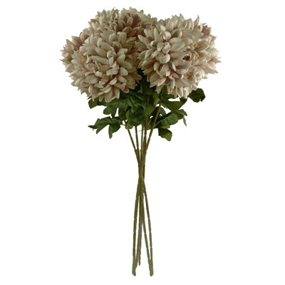 Antiqua Arrangement