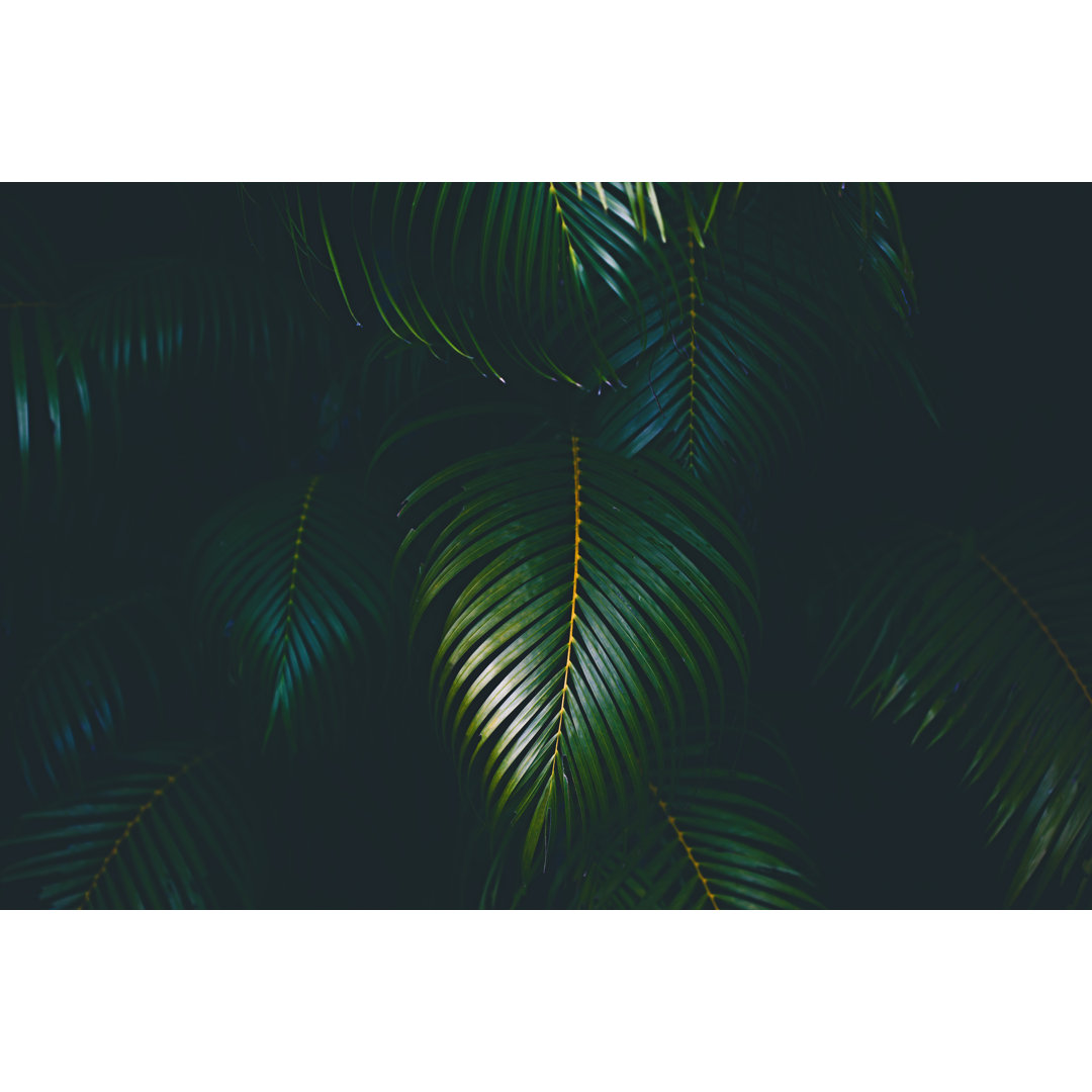 Palm Leaves Hintergrund von Jasmina007 - Drucken