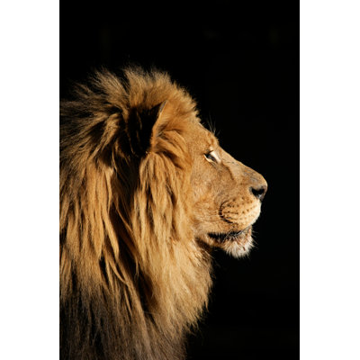 Large AfriCan Lion par Bbrymer - photographie sur toile tendue