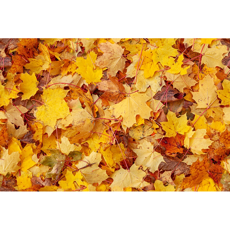 Autumn Leaves by Rusm, 32" H x 48" W