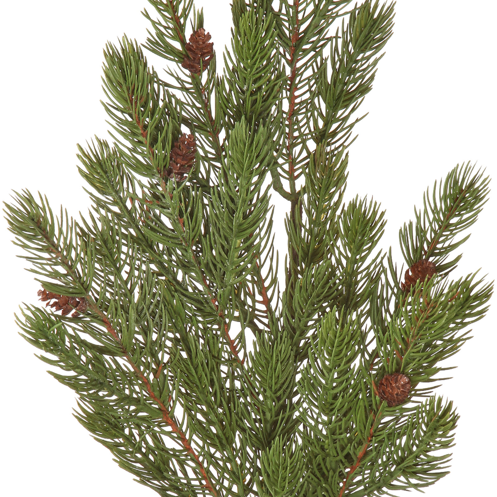 Spruce Floral Stems