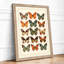 Butterfly Specimens Botanical - Framed Print-568902724-568902725
