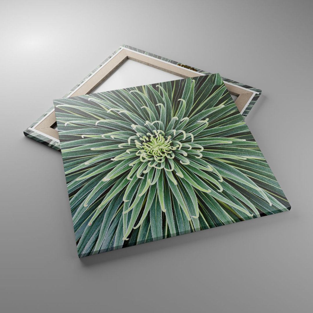 Leinwandbild Agave Green Plant