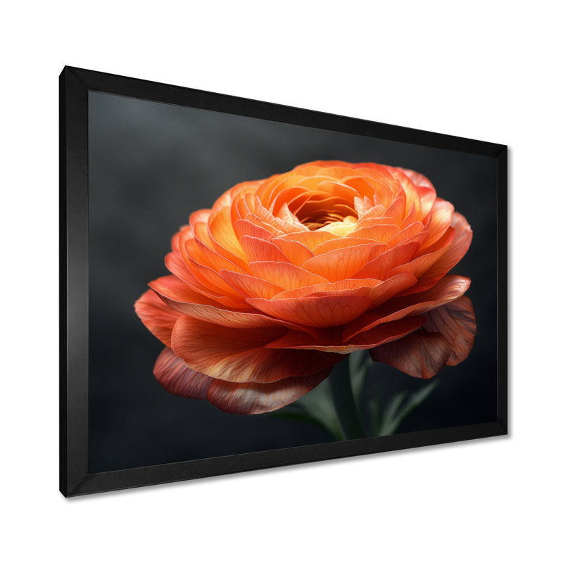 Orange et noir, Renoncule fleuri II - Renoncule, art mural, salon, 12" H x 20" W, Cadre simple noir
