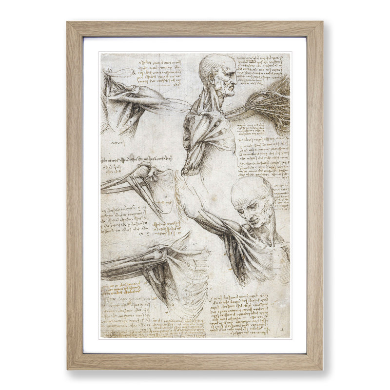 Human Anatomy Vol.3 by Leonardo Da Vinci - Picture Frame Drawing, 48cm H x 36cm W x 2cm D, Oak Framed