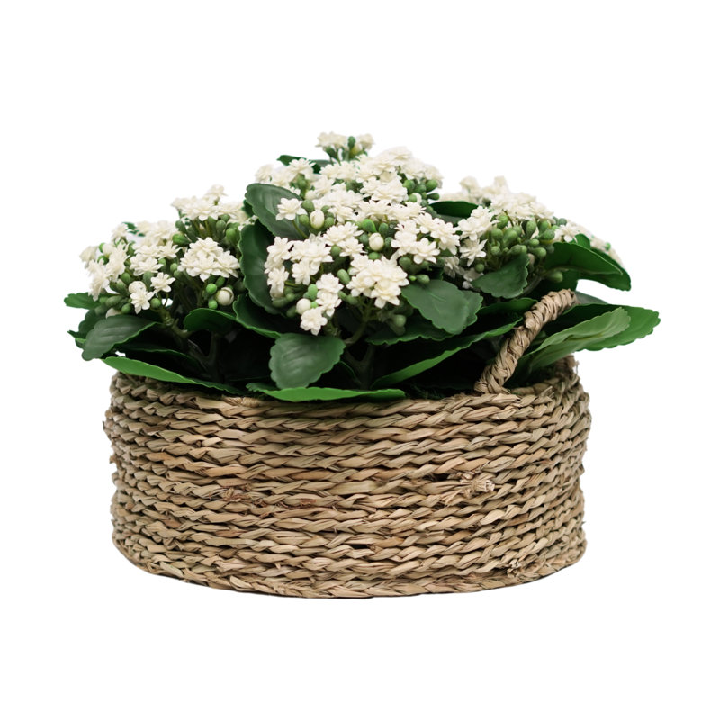 Kalanchoé blanc de 30 cm dans un panier en jonc de mer naturel, H 12 po x l 18 po