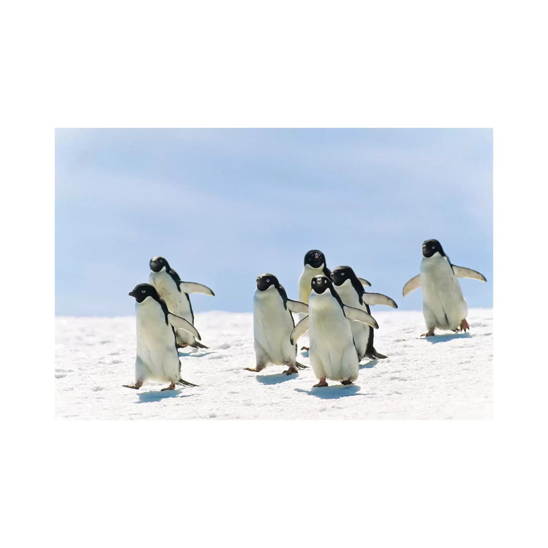 Adelie Penguin Group Running, Antarctica by Konrad Wothe - Wrapped Canvas Gallery-Wrapped Canvas Giclée