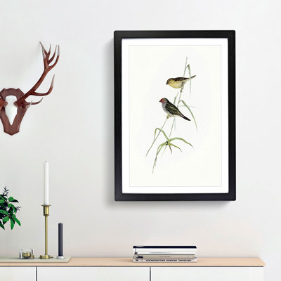 Red-Tailed Finch by Elizabeth Gould - Picture Frame Painting Print