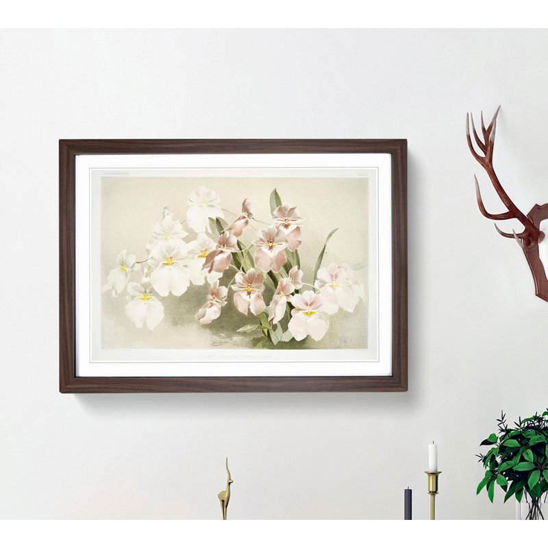 Magnolia Flowers Illustration Tab. 29 by Frederick Sander - Framed Print, 27cm H x 36cm W x 2cm D, Walnut Framed