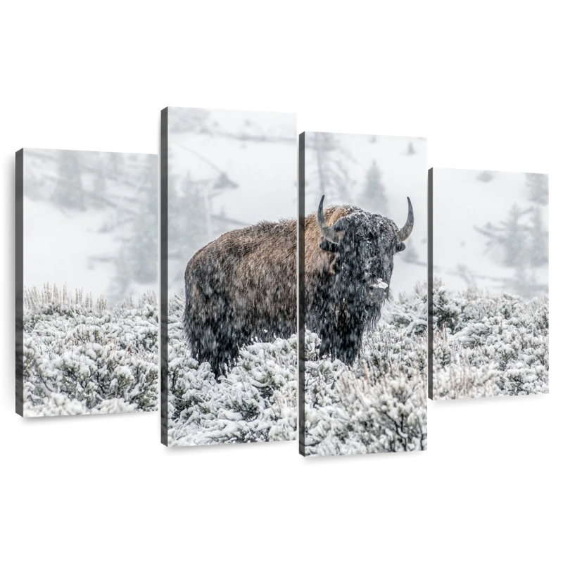 Brampt Lamar Valley Bison