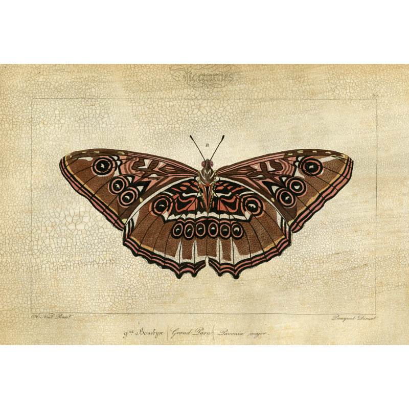 Crackled Canvas Moth III Print