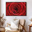 Floral et botanique «Rose rouge humide», art mural-101779691