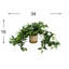 Mayna Faux Ivy Plant in Ceramic Pot