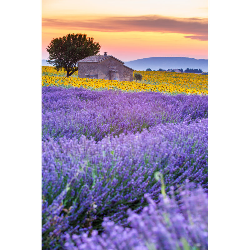 Ophelia & Co. Lavender Field In Valensole On Canvas Print | Wayfair