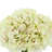 Carruth Hydrangea in Vase
